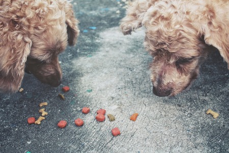 動物虐待防止法と里親制度の関係