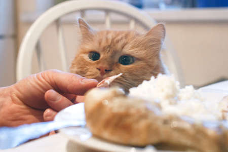 マンチカンの可愛いポイントと性格・飼い主への適応力